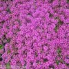 Polsterthymian_pink.JPG