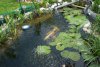 002_teich_13_06_2011 002.jpg
