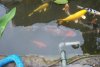 014a_teich_13_06_2011 046.jpg