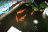021_Teich_13_06_2011 046.jpg
