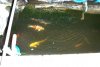 022_teich_13_06_2011 046.jpg