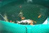 023a_teich_13_06_2011 046.jpg