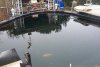 142_teich_13_06_2011 046.jpg