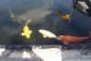 159b_teich_13_06_2011 046.jpg