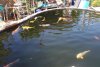 159d_teich_13_06_2011 046.jpg