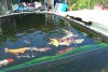 159e_teich_13_06_2011 046.jpg