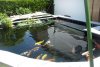 164_teich_13_06_2011 046.jpg