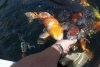 168_teich_13_06_2011 046.jpg
