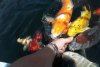169_teich_13_06_2011 046.jpg