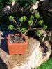 Bonsai wieder entdrahtet.JPG