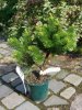 Pinus mugo mugo aus dem Gartencenter .JPG