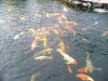 teichoase neubert paddler 2012 007.jpg