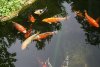 koi 013.jpg