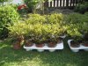 Gartengestalltung 002.JPG