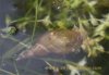 Wasserschnecke_sl.jpg