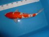 Ginrin Kohaku ca. 40cm.JPG