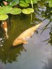 unsere paddler im juni 2012 014.jpg