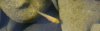 Baby-Fisch_1.jpg