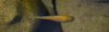 Baby-Fisch_2.jpg