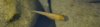 Baby-Fisch_3.jpg