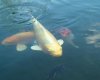 koi1 029a.JPG
