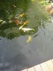 TeichbauTeich neu 009.jpg