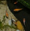 babykoi4.jpg