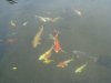 DSC02387.JPGSchwarm1.JPG