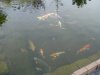 DSC02391.JPGSchwarm3.JPG