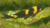 26.06.08 Koi 40.jpg