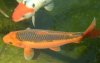 26.06.08 Koi 021 neu.jpg