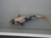 K800_ShowaP1010823.JPG