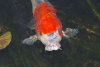 kohaku2.jpg