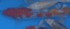 DSC02260.JPGGinrin_Goshiki.JPG