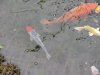 Koi-rot-silber-klein.JPG