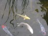 Koi-gelb-klein.JPG