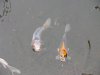 Koi-orange-metalic.JPG