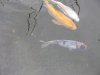 Koi mehrfarbig-klein.JPG