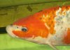 koi2.jpg