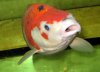 Koi1.jpg