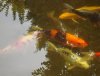 DSC00261.JPG