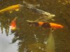 DSC00260.JPG