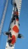 showa_340_600.jpg