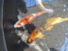 Koi 8.JPG