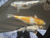 Koi 6.JPG