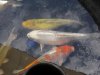 Koi 5.JPG