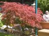 roter Schlitzahorn.jpg