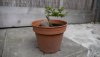 2012CotoneasterAufbau3.jpg