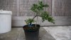 2012CotoneasterAufbau2.jpg