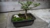 2012CotoneasterAufbau1.jpg